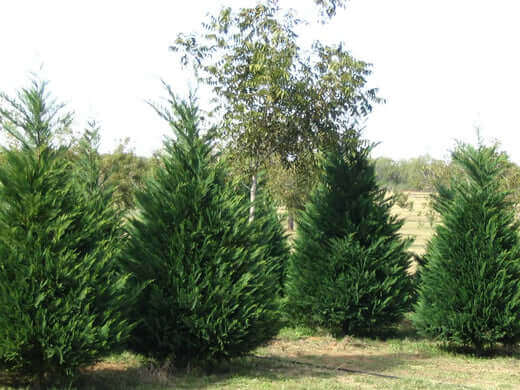 Leland Cypress is a successful hybrid fence - TN Nursery