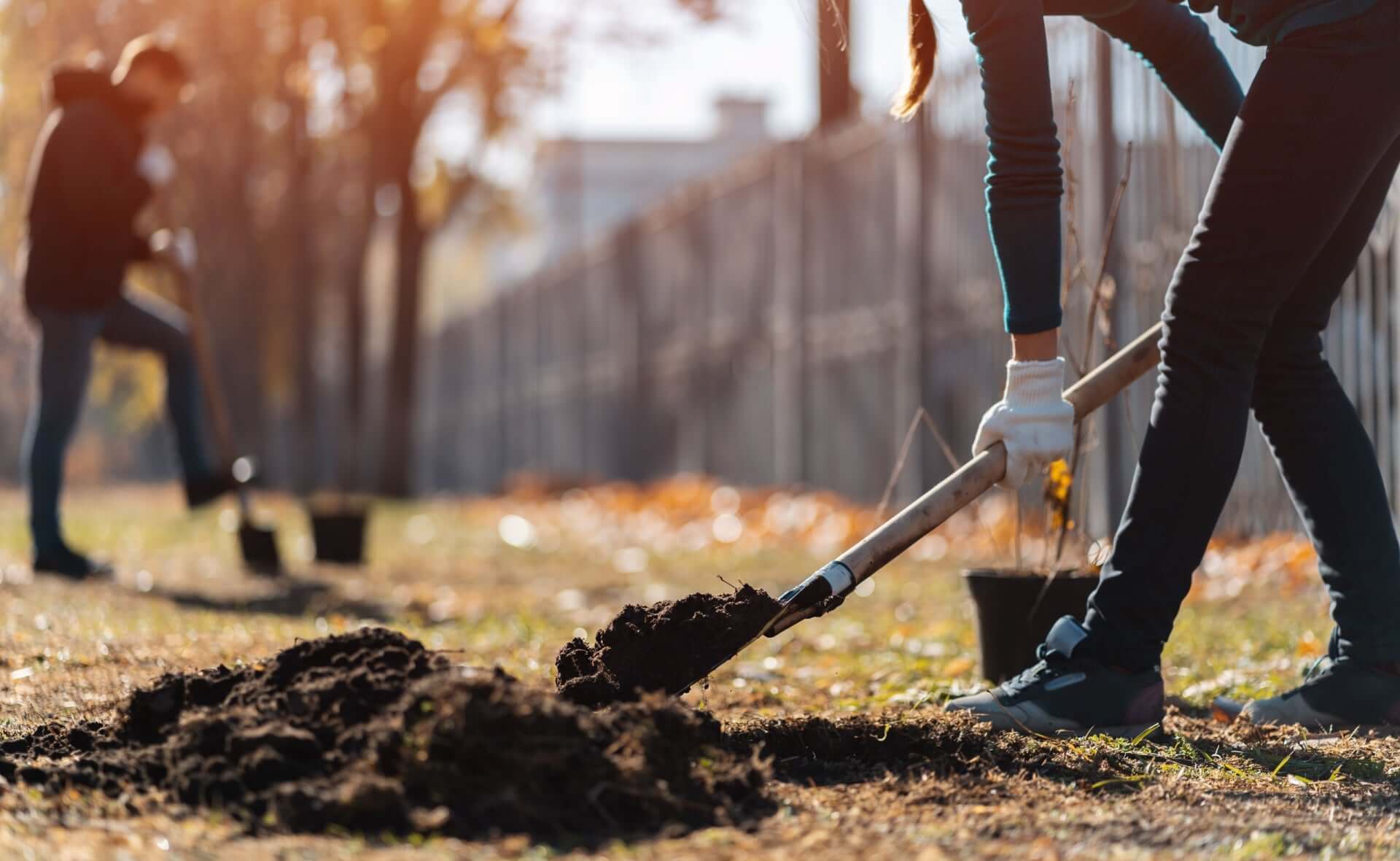 Fall Planting of Trees - TN Nursery