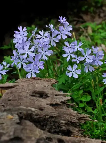 Delicate light purple phlox flowers with five petals near driftwood in TN Nursery