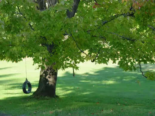 10 Best Trees for Shade | TN Nursery - TN Nursery
