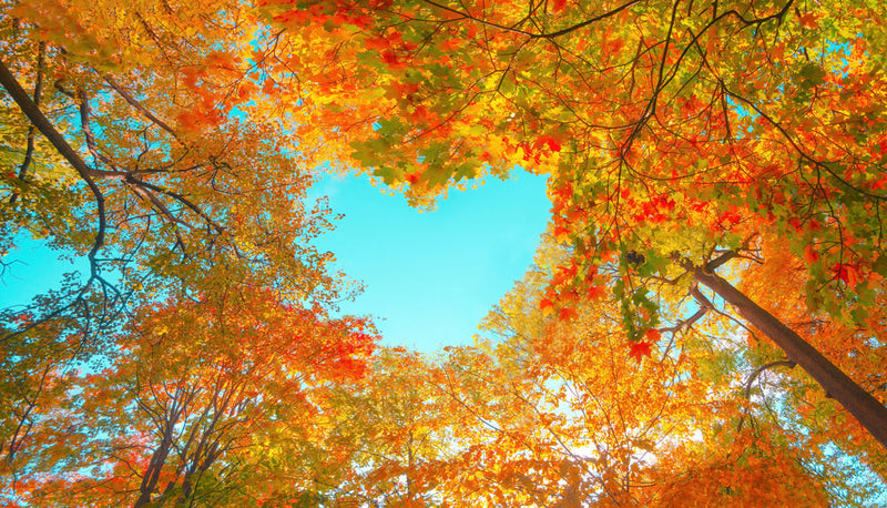 Autumn's Most Glorious Tree Colors - TN Nursery
