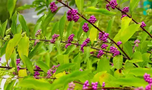 The Enchanting Beautyberry Bush - TN Nursery
