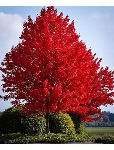 A Tree For Life - For the Yard - TN Nursery