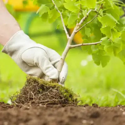 Who Has The Best Online Plant Nursery? - TN Nursery