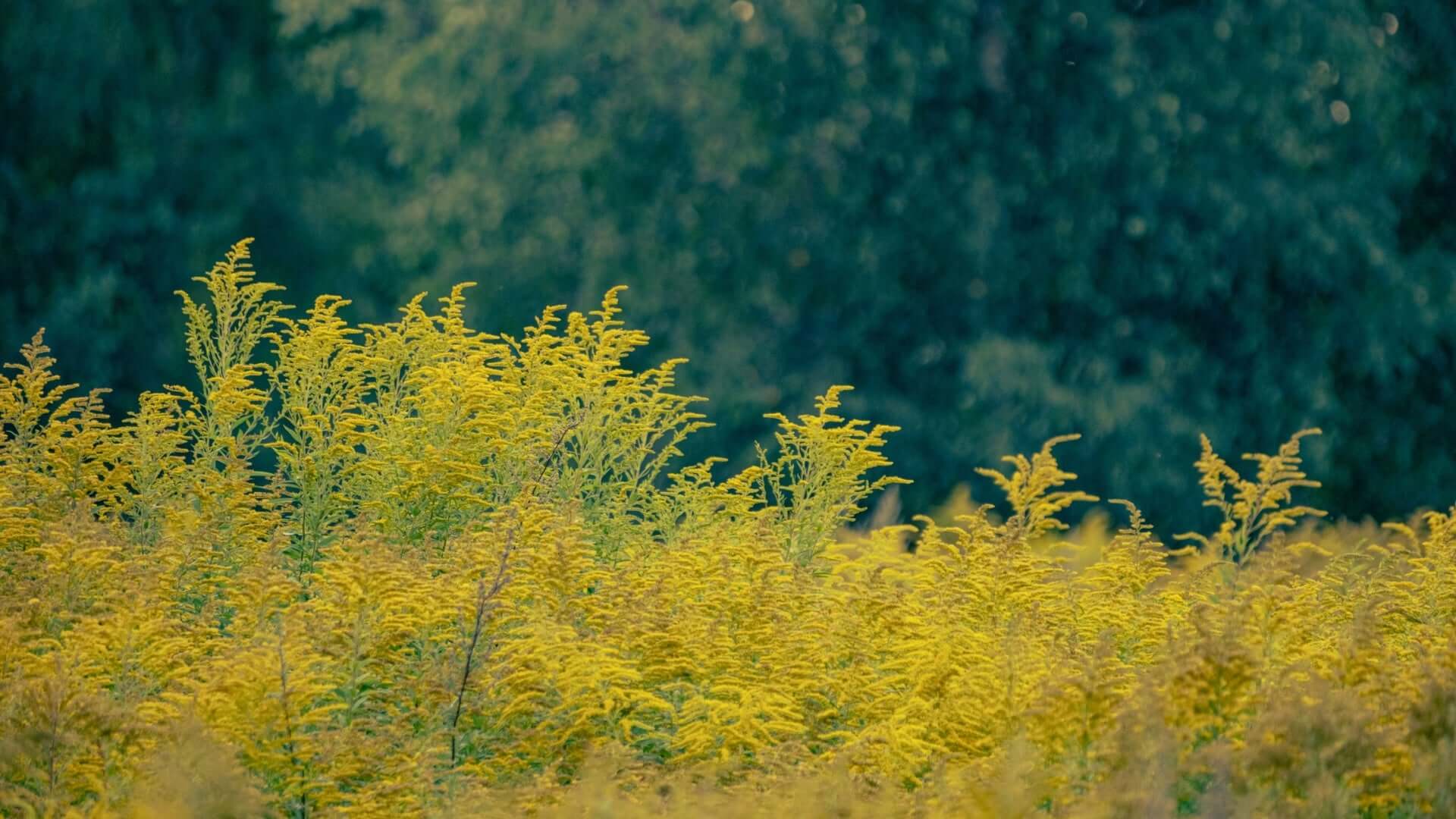 Vibrant goldenrod field swaying in breeze in Exploring Goldenrod