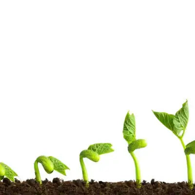 How To Grow Plants, Step by Step Instructions - TN Nursery