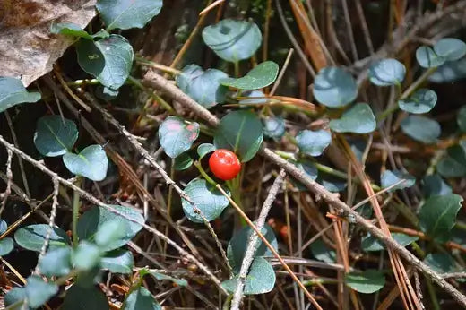 Mitchella repens bright red glossy berry among green leaves and twigs