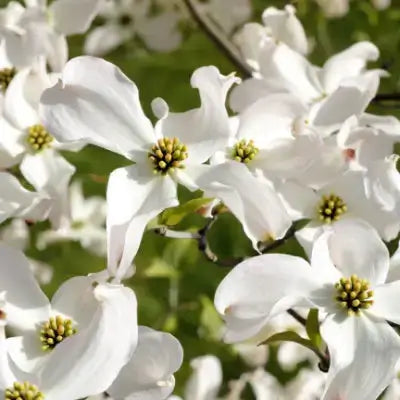 White dogwood blossoms with delicate slender petals and yellow centers