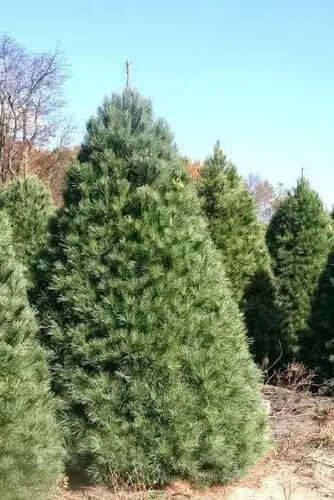 10 Best Privacy Plants for Your Yard - TN Nursery