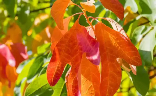 Sassafras Trees: Nature's Versatile Beauties - TN Nursery