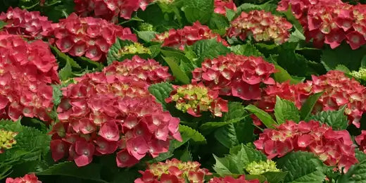 Our Best Selling Plants - TN - TN Nursery