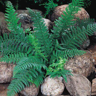 Creating Garden Borders with Native Ferns - TN Nursery