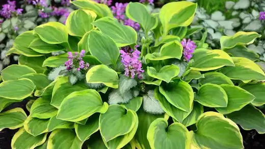 Lush heart-shaped hosta with green-yellow variegated leaves and purple flowers