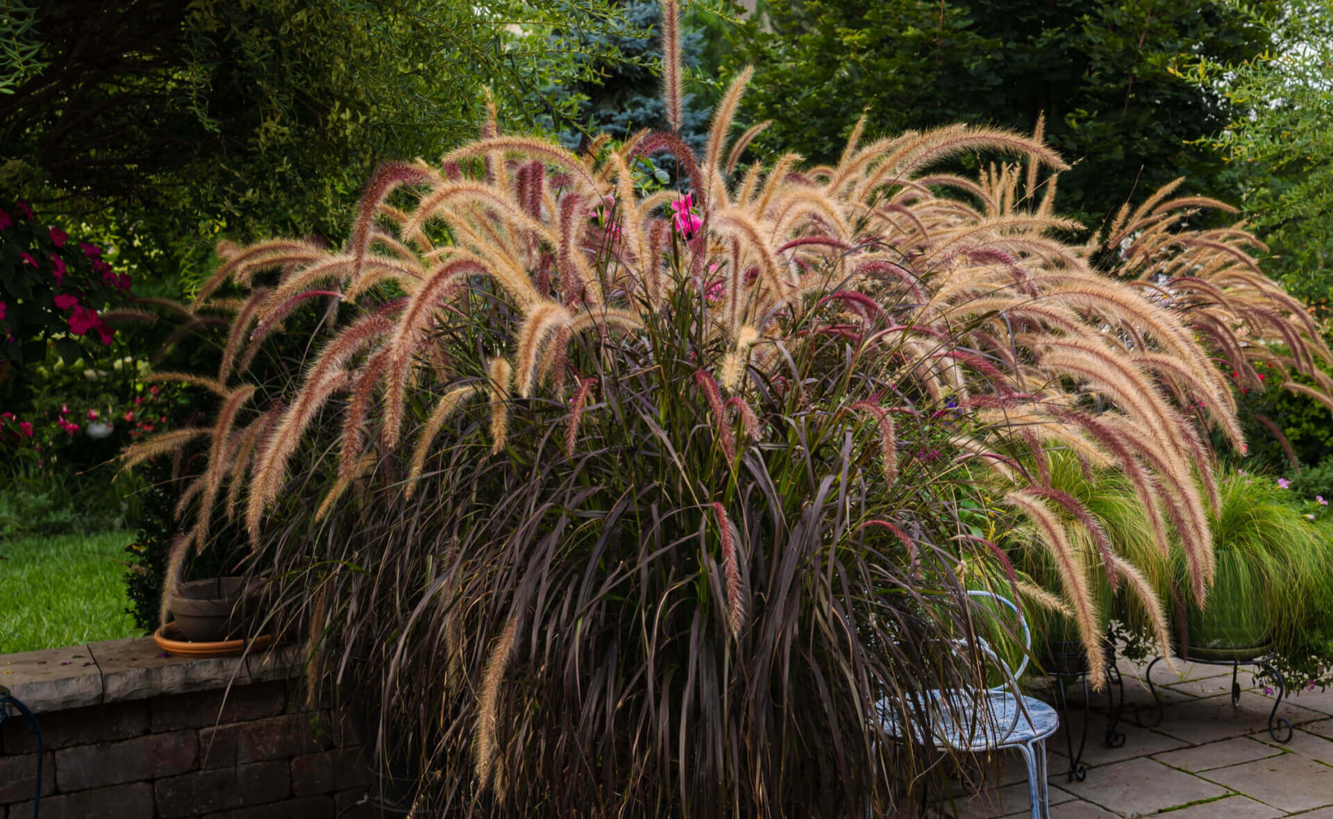 Lush ornamental grass with golden-brown plumes and purple stems adds color