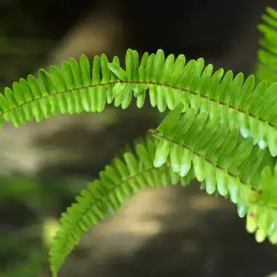 Small Fern Fronds Close-Up