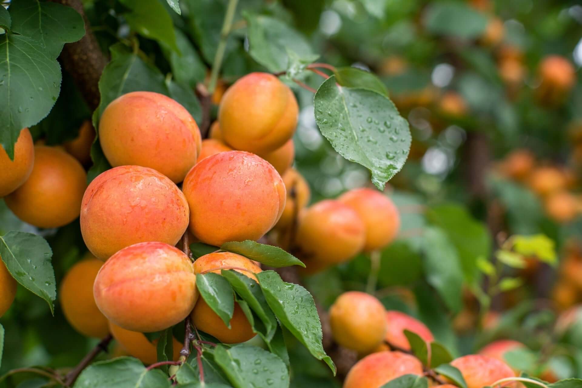 Ripe glossy apricots hanging in clusters on green branches for cultivation