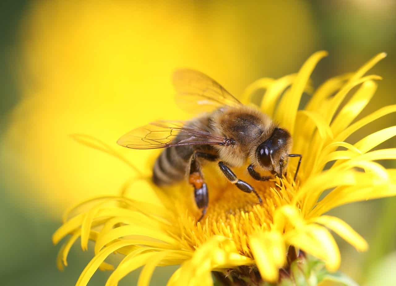 bee on flower