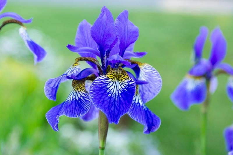 Iris In A water Garden