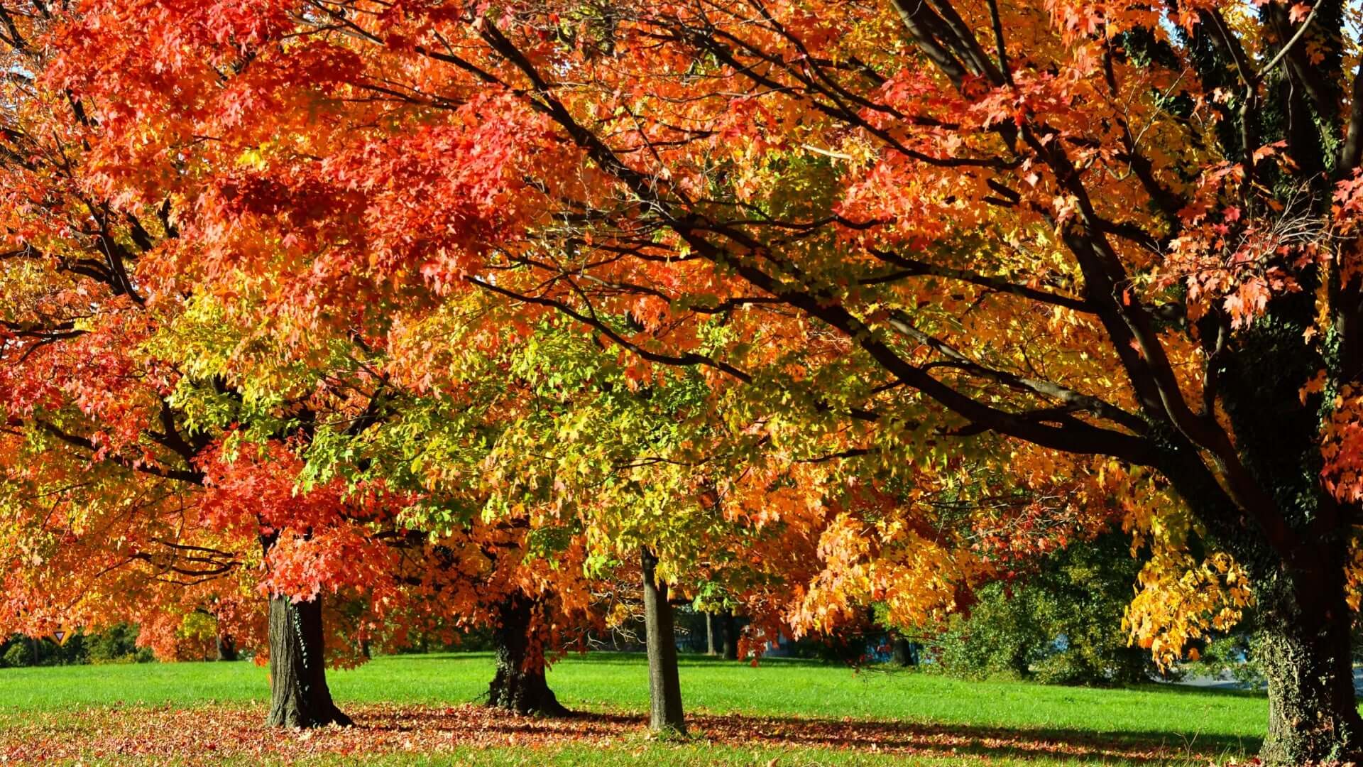 The Great Red Oak: A Goliath Among Trees - TN Nursery