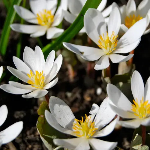 Bloodroot white flowers with slender petals and yellow centers amid green foliage