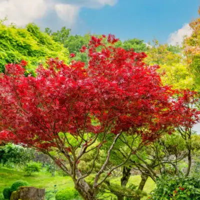 Red Maple tree at TN Nursery, Tennessee | Ways Trees are Beneficial