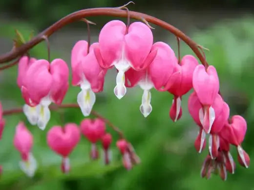 Vibrant pink bleeding heart perennials with white tips in flower beds