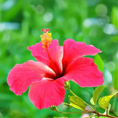 Vibrant pink Hawaiian hibiscus flower with ruffled petals and yellow stamen