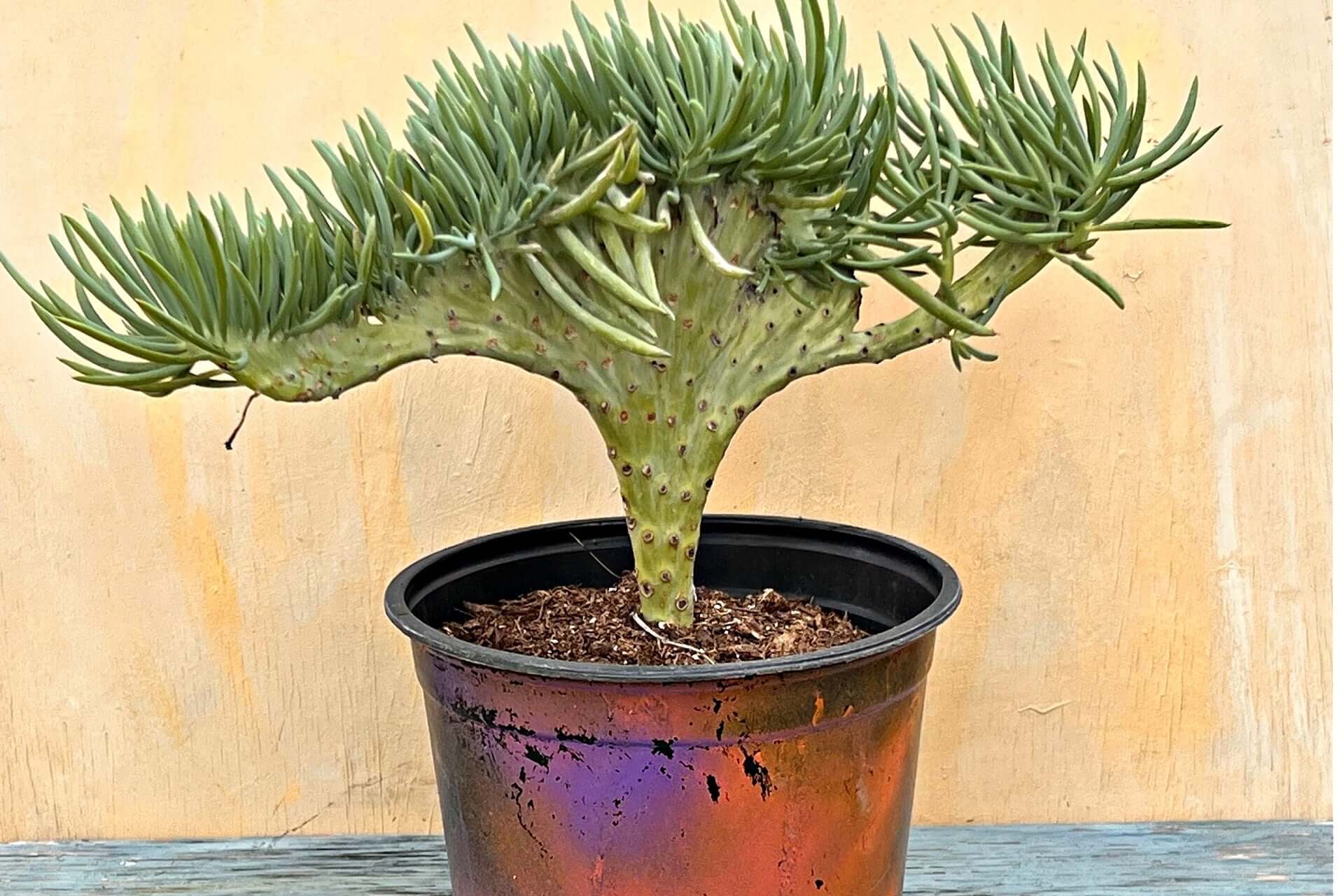 Vibrant Mermaid Plant succulent in glossy black pot