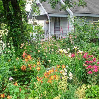 10 Hardy Perennials favorites that are disease resistant - TN Nursery