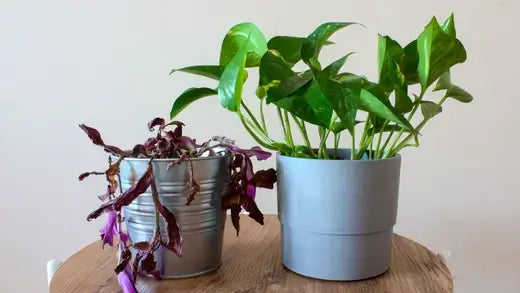 Perennials VS. Annuals - TN Nursery