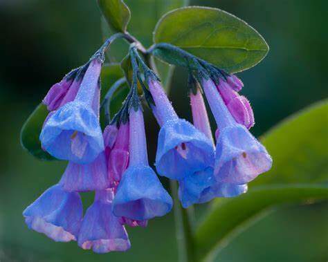 10 Hardy, Disease-Resistant Perennial Plants - TN Nursery