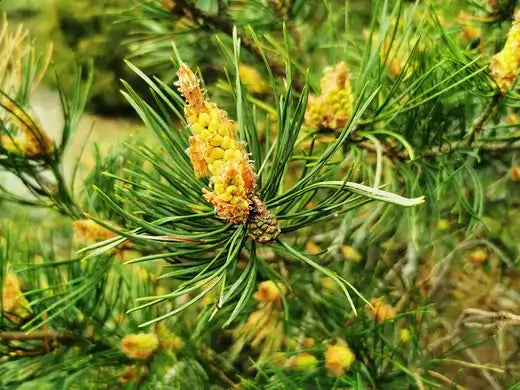 The Towering Virginia Pine Tree Care and Growth - TN Nursery