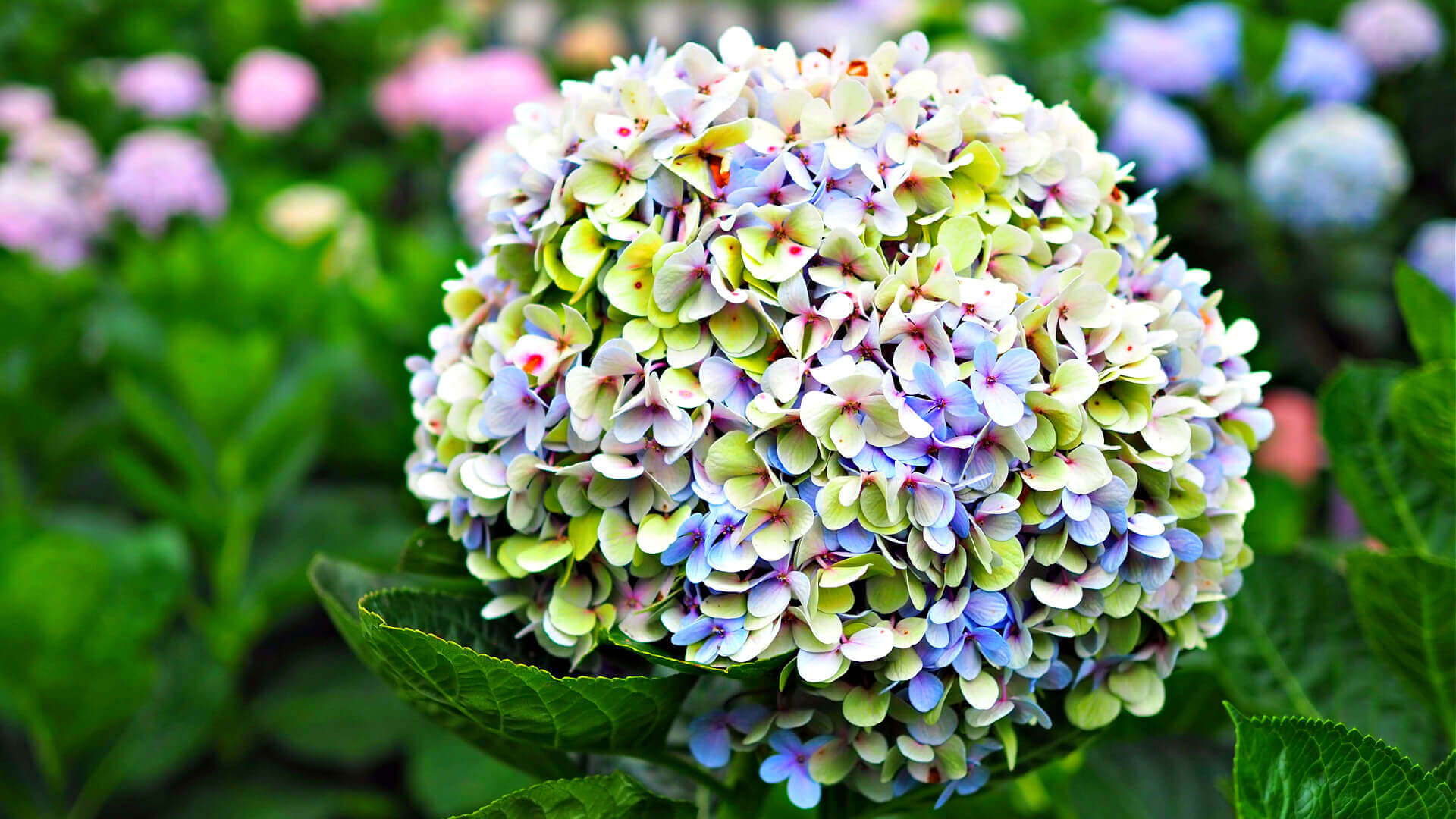 How To Plant a Tree - TN Nursery