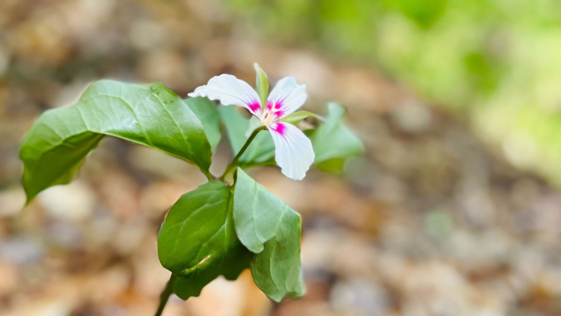 Painted Trillium