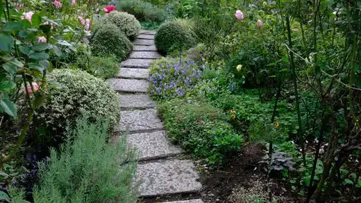 Creating the Perfect Shade Border - TN Nursery