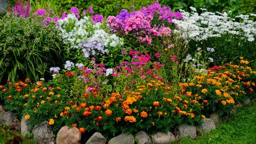 Caring For A Perennial Garden Can Be Rewarding - TN Nursery
