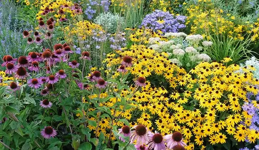 Caring For Perennials Throughout The Seasons - TN Nursery