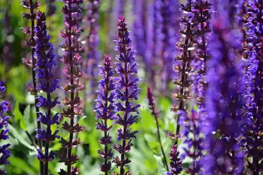Are Salvias Perennial? Plus 6 Salvia Alternatives - TN Nursery