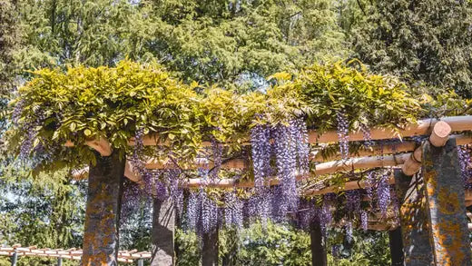Creating an Enchanting Italian Pergola with Vines and Greenery - TN Nursery
