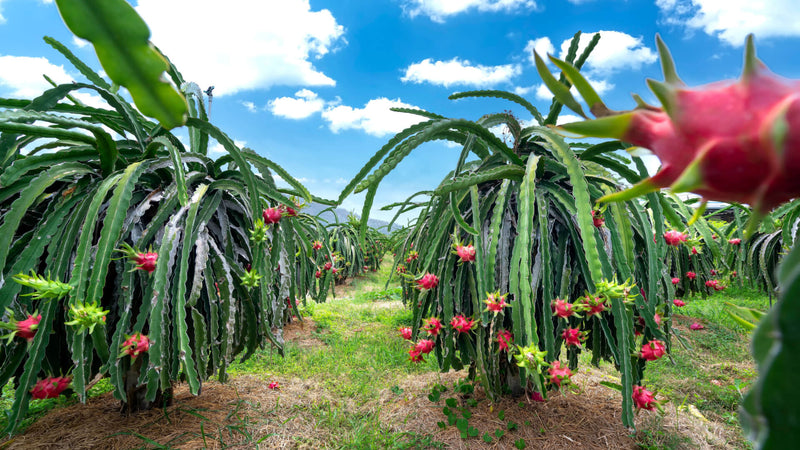 Cultivating Dragon Fruit Trees: Tips and Tricks for Success - TN Nursery