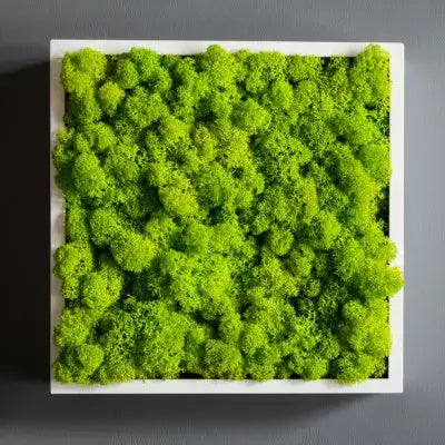 Real Moss Décor and Centerpieces - TN Nursery