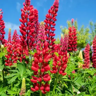 Planting Vibrant Perennials Accents a Garden - TN Nursery