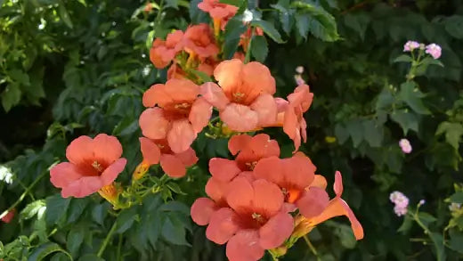 Vibrant orange trumpet vine flowers with yellow centers amid green foliage