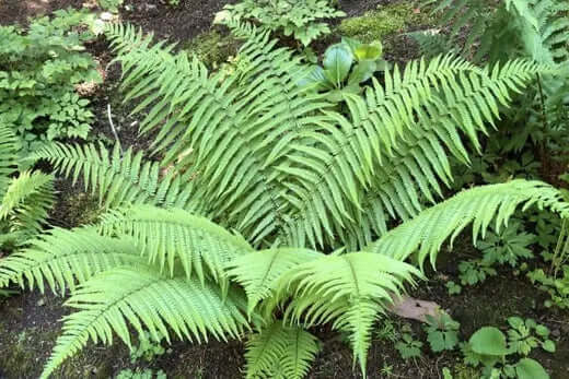 Lush green native fern with delicate feathery fronds for gardens