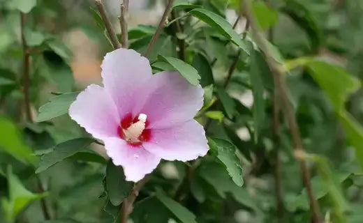Delicate pink Rose of Sharon hibiscus flower with red center