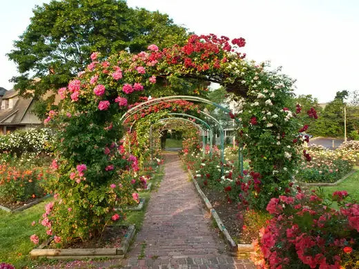 Vibrant trellis climber rose arbor with pink, red and white blossoms