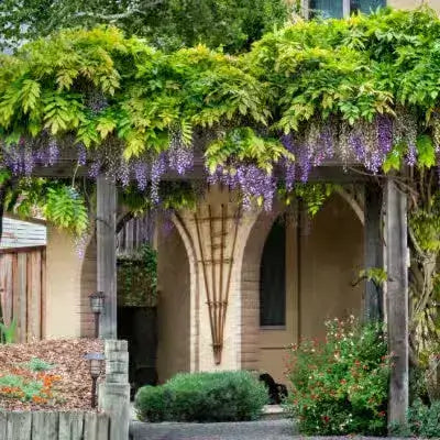 3 Best Plants For Trellis' - TN Nursery