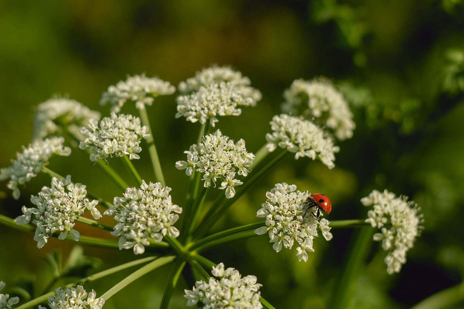 Guide to Planting Milkweed Plants: Boost Monarch Habitats - TN Nursery