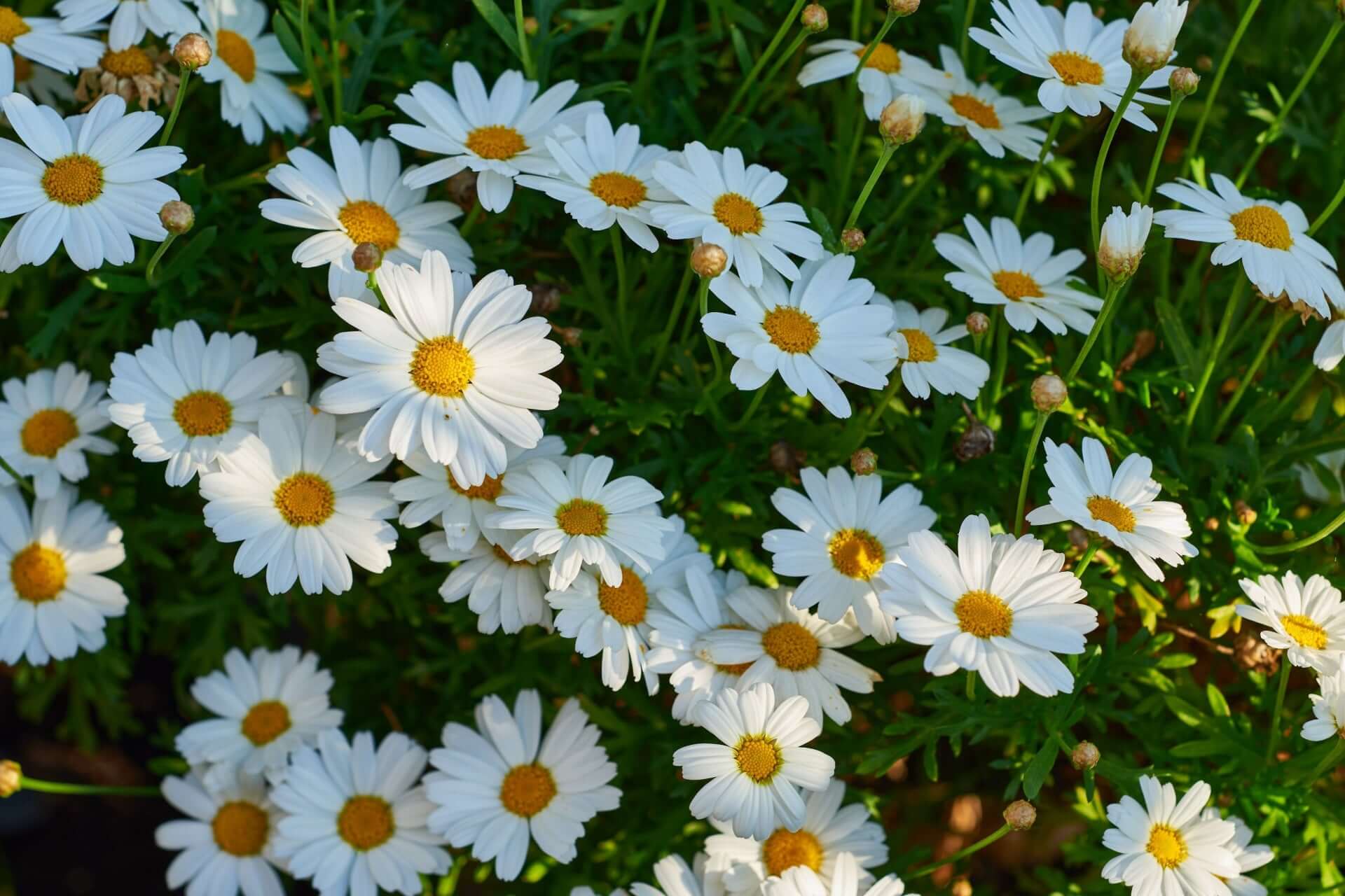 Shasta Daisy