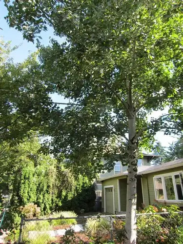 Tall slender tree with smooth white bark in plant disease article